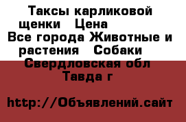 Таксы карликовой щенки › Цена ­ 20 000 - Все города Животные и растения » Собаки   . Свердловская обл.,Тавда г.